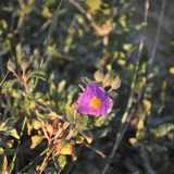 Il violetto offerto dai petali "stropicciati" dei cisti